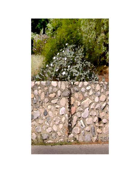 Datura-on-Wall